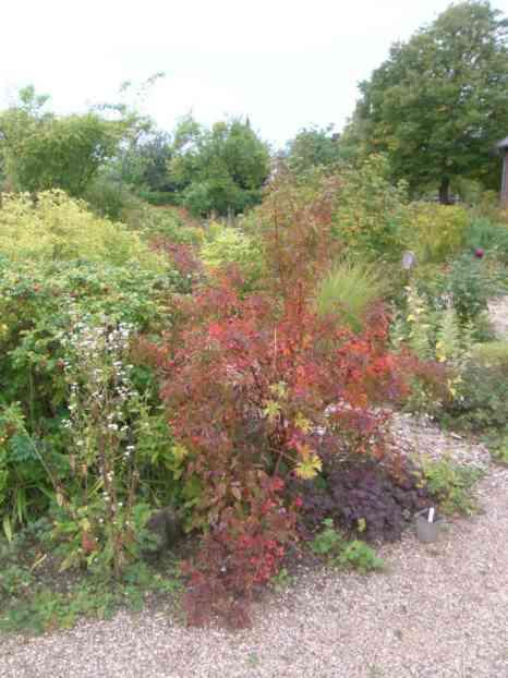 Dunkle rot-braune Farben am Laub einer Rose.