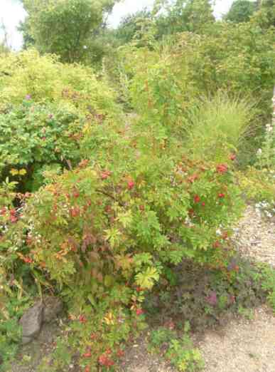 Rosa macounii, Strauch um 150 cm hoch mit Früchten.
