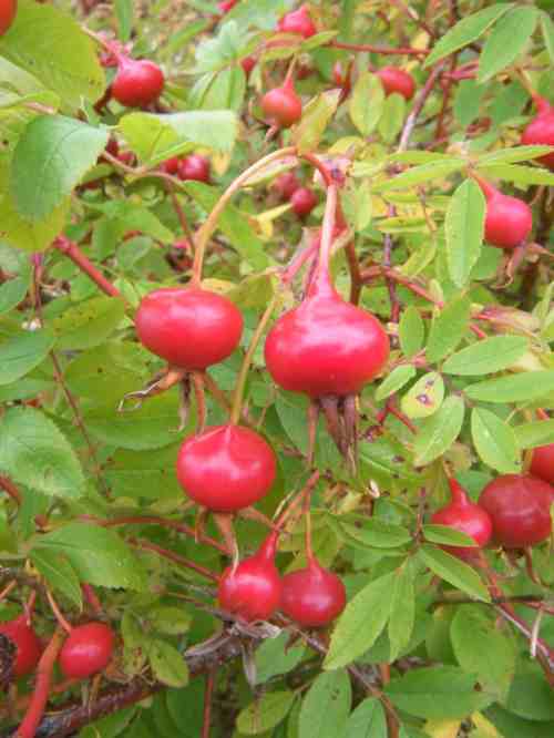 Rote rundliche Früchte von Rosa macounii am Strauch.