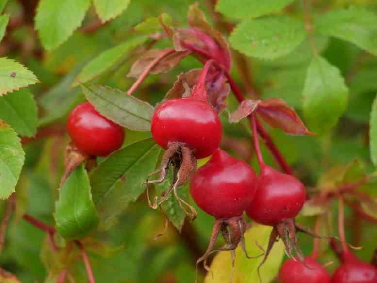 Rosa macounii, kleiner Büschel mit roten rundlichen Früchten am Strauch.