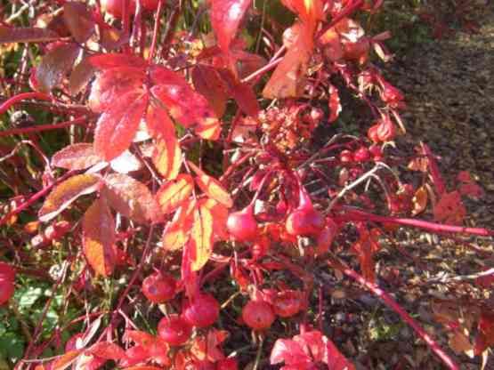 Rotes Herbstlaub und vergehende Früchte von Rosa macounii, Nahaufnahme.