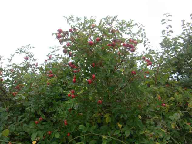 Büschel roter Früchte am Kopf der Rose.