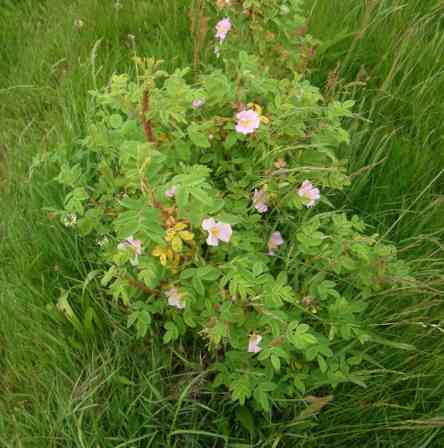 Rosa majalis x rugosa, junger Strauch blühend und kräftig treibend.