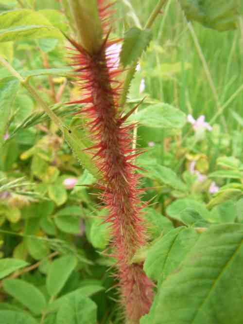 Rosa majalis x rugosa, rötlicher dicht mit Stacheln besetzter Neutrieb, Nahaufnahme.
