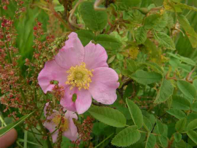 Rosa majalis x rugosa, offene hellrosa Blüte am Strauch