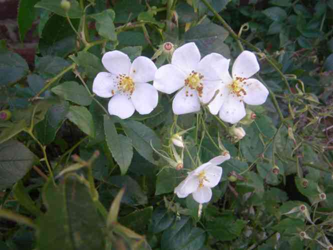 Drei weiße einfache Blüten in Reihe von Rosa moschata