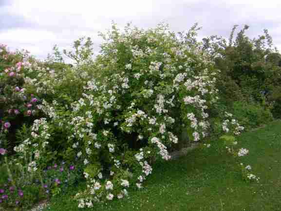 Rosa moschata x multiflora, runder, überhängender Strauch um 200 cm in Blüte.