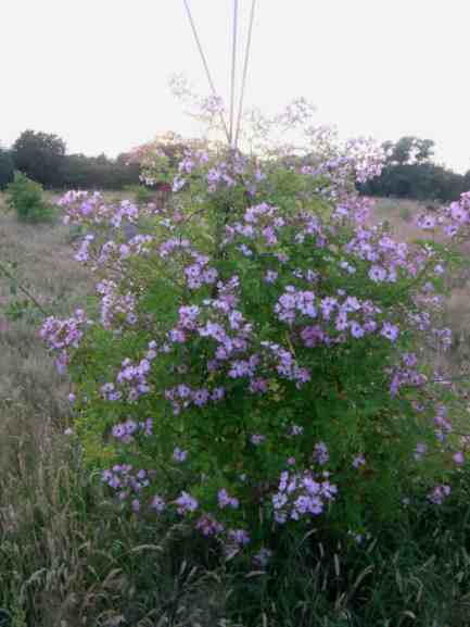 Rosa multiflora va. adenochaeta, wie zuvor gen West.