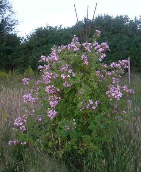 Rosa multiflora va. adenochaeta, blühend an einem Obelesiken um 200 cm gen Ost.