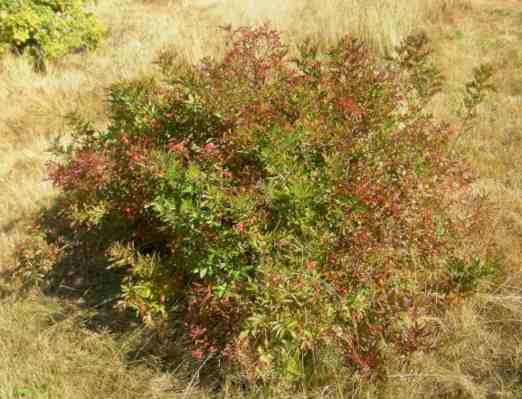 Rosa nitida, solitär stehender buschiger Strauch mit Beginn bronzefarbenes Herbstlaub.