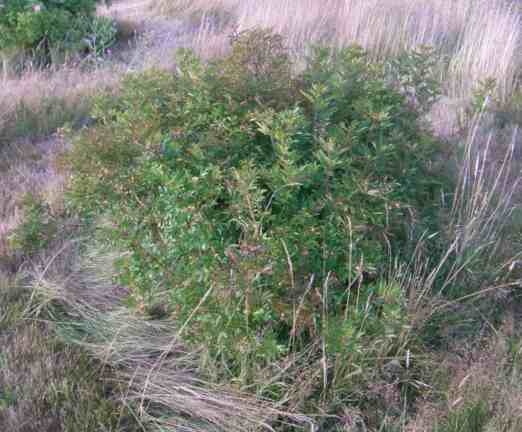Rosa nitida, buschig um 100 cm in der Wiese, nicht blühend.