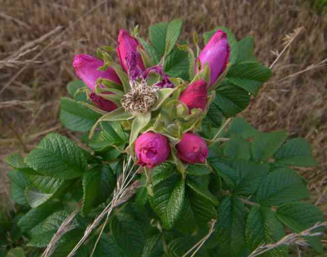‘Magnifica’, Büschel farbiger Knospen.