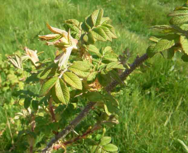 Rosa pendulina oxyodon, Laub und bräunlicher Trieb.