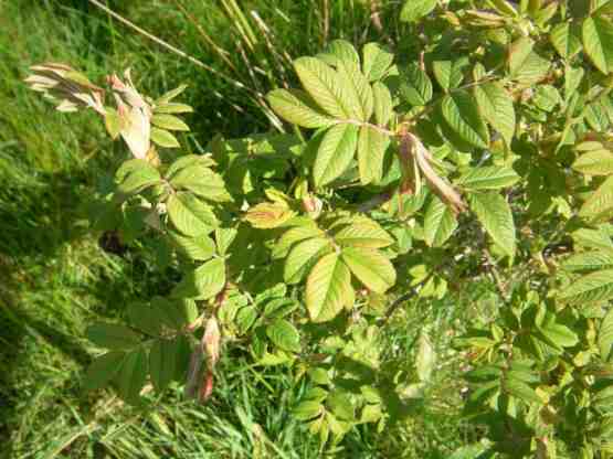 Rosa pendulina oxyodon, frischer Austrieb, derbes hellgrünes Laub