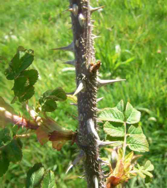 Rosa pendulina oxyodon, gräulicher Trieb, graue Alt-Stacheln.