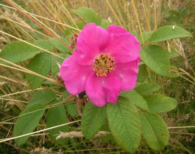 Rosa pendulina oxyodon, hellrote offene Einzelblüte.
