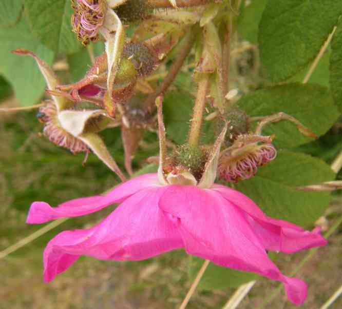 Rosa pendulina oxyodon, Blüte Seitenansicht und verblühte Blüten mit Kelchblätter.