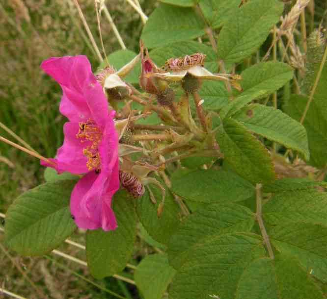 Rosa pendulina oxyodon, Blüte, Seitenansicht.