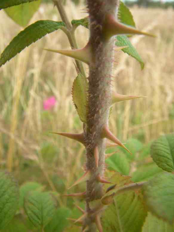 Rosa pendulina oxyodon, Trieb mit spitzen, frischen, länglichen Stacheln besetzt.