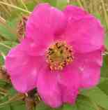 Rosa pendulina oxyodon, hell rote offne Einzelblüte mit gelblichen Staubwedel.