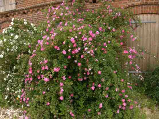 Rosa pendulina x sp., um 300 cm großer und breiter Strauch in Blüte.