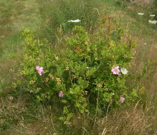 <em>Rosa roxburghii</em> ‘Lampion’, junger Strauch um 100 cm in Blüte mit offenen, etwas zerzausten rosa marmorierten Blüten.