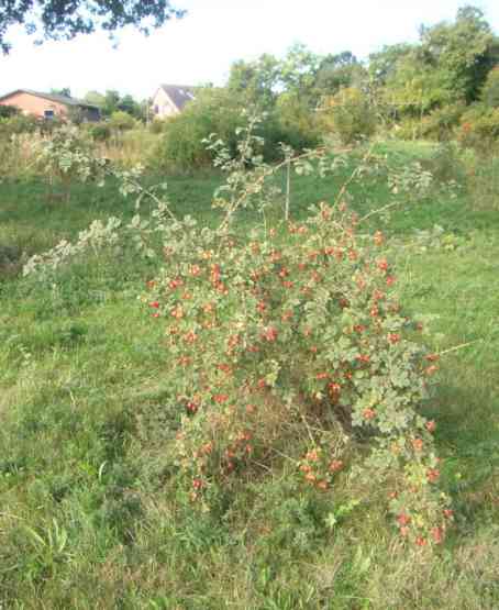 Rosa rubiginosa, junger Strauch um 150 cm schon mit zahlreichen Früchten.