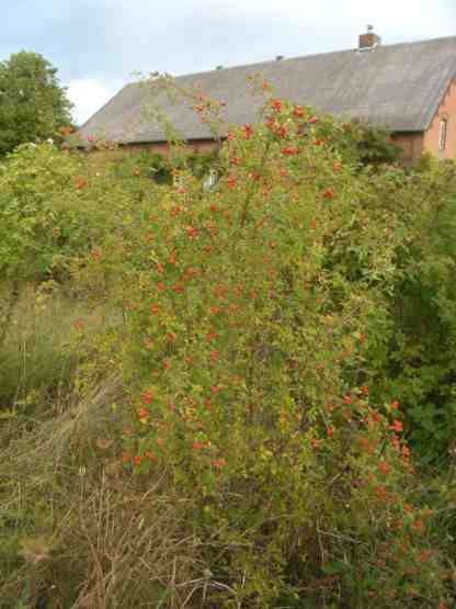 Rosa rubiginosa, schlanker, aufrechter Strauch um 220 cm mit Früchten.