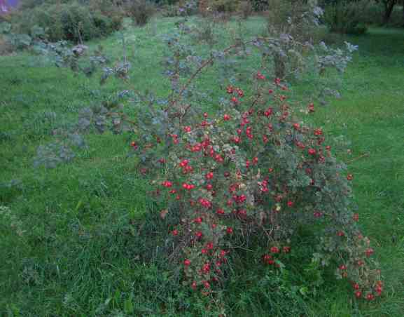 Rosa rubiginosa, Strauch mit zahlreichen kräftig roten Früchten.