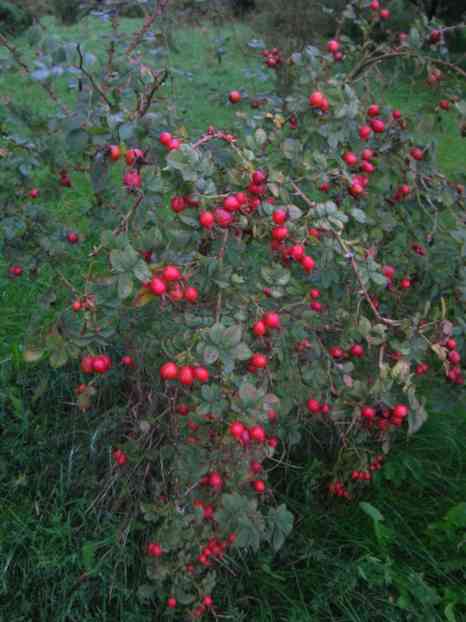 Rosa rubiginosa, Nahaufnahme der rundlich-ovalen Früchte..