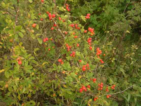 Rosa rubiginosa, zahlreiche rundliche hellrote Früchte an einem Trieb entlang.