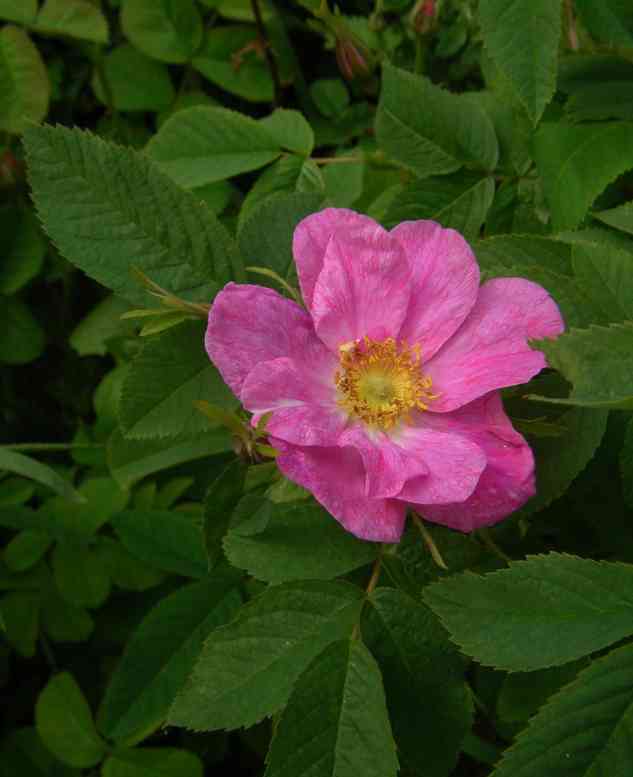 ‘Duplex’, rosa offene marmorierte Einzelblüte am Strauch.