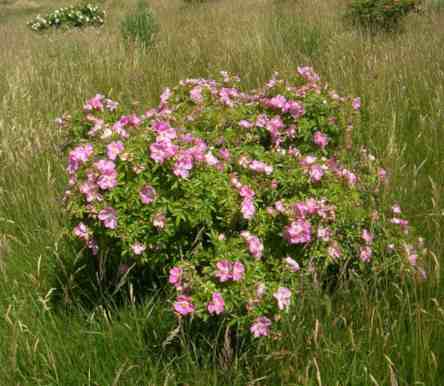 Rosa rugotida