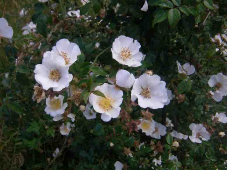 Rosa sempervirens, Ausschnitt Strauch mit kleinen weißen offenen Blüten vor dunkelgrünem Laub.