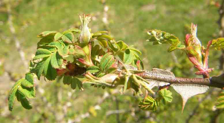 ‘Knospen und gräulicher Altstachel von Rosa sericea’