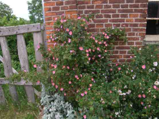 Rosa sicula veridica, junger, blühender Strauch um 150 cm an einer Ziegelwand.