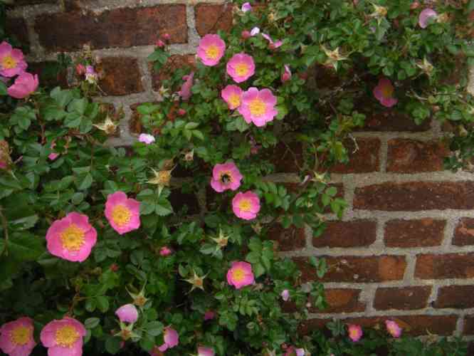 Rosa sicula veridica, Blüten den Trieben entlang.