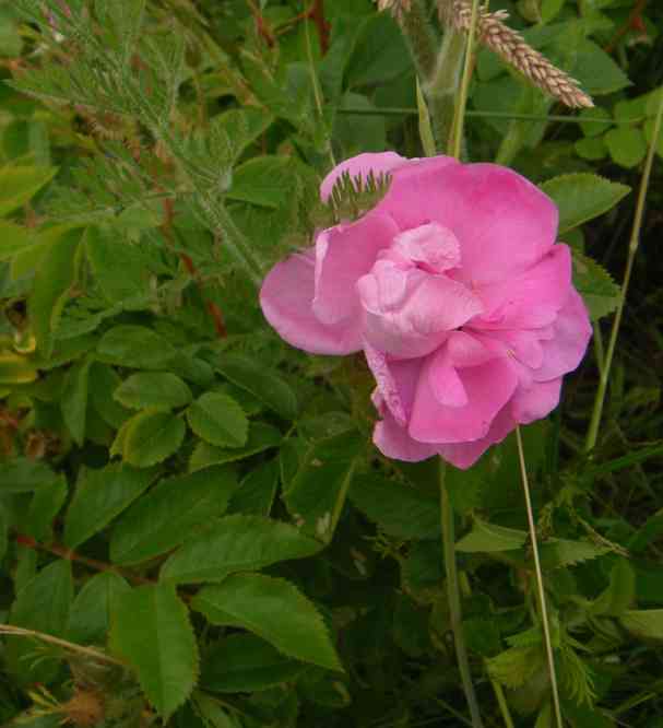 ‘Duplex’, pinke Blüte mit lockerer Füllung.