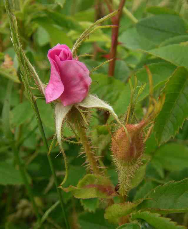 ‘Duplex’, pinke Knospe und borstige Blütenkelche.