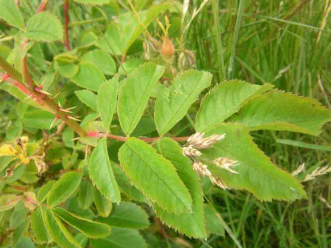 ‘Duplex’, hellgrünes 9-fiedriges Laub und gelb-grüner Trieb mit rötlichen kleinen Stacheln.