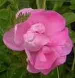 ‘Duplex’, Rosa villosa duplex, pinke Blüte mit zweiten Petalenkranz.