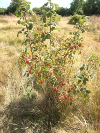 Rosa villosa recondita, noch junger Strauch um 100 cm mit zahlreichen Früchten.