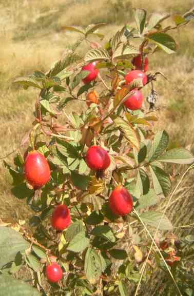 Rosa villosa recondita, rote Früchte entlang eines Triebes.