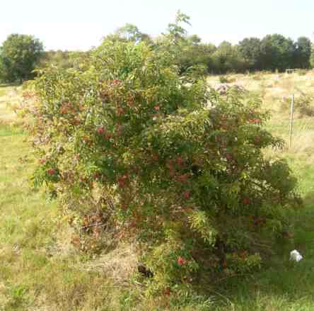 Rosa spaethiana, buschige große Rose mit Früchten.