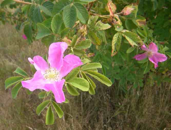 “Päiväranta”, Einzelblüte am Ende eines Triebes.
