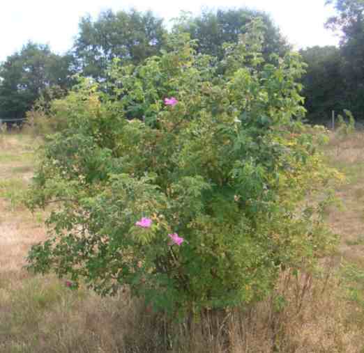 “Päiväranta”, kräftiger Strauch um 200-250 cm mit kleiner Nachblüte im Park.