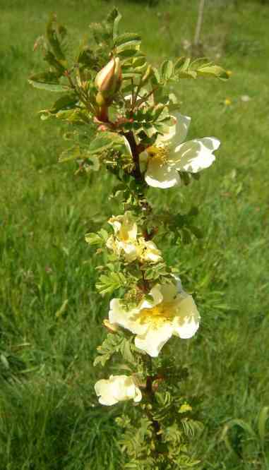 Rosa xanthina, hellgelbe Blüten, einfach, offen, einem Trieb entlang.