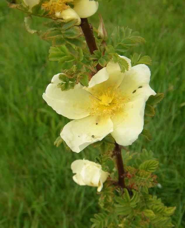 Rosa xanthina, hellgelbe Blüten, einfach, offen, einem Trieb entlang, Nahaufnahme.