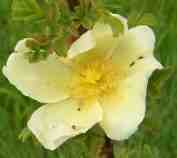 Rosa xanthina, hellgelbe offene Blüte.
