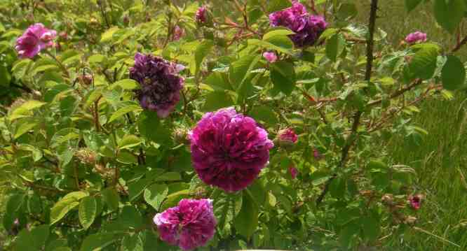 “Rose de Meaux falsch”, Ausschnitt blühender Strauch in Wiese.